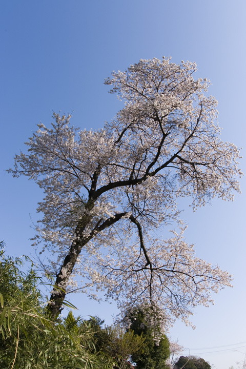 桜
