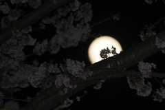 満月桜