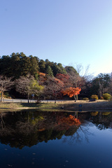 紅葉