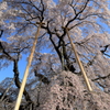 三春滝桜6