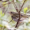 野山の鳥