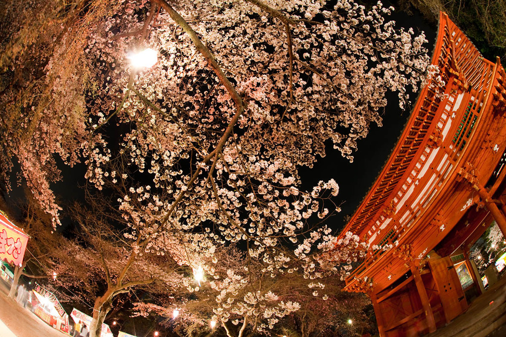 夜桜