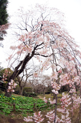 枝垂れ桜