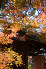 紅葉