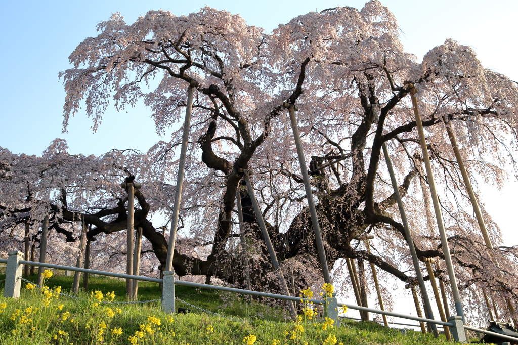 三春滝桜1