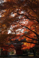 紅葉