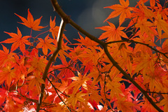 紅葉