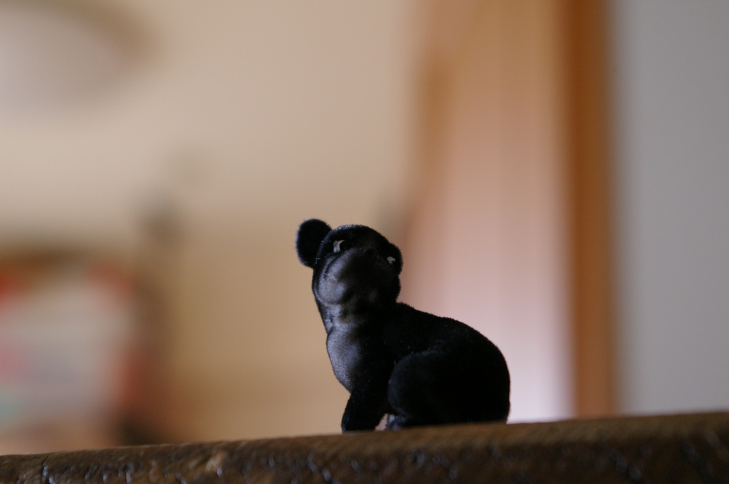 TOY DOG
