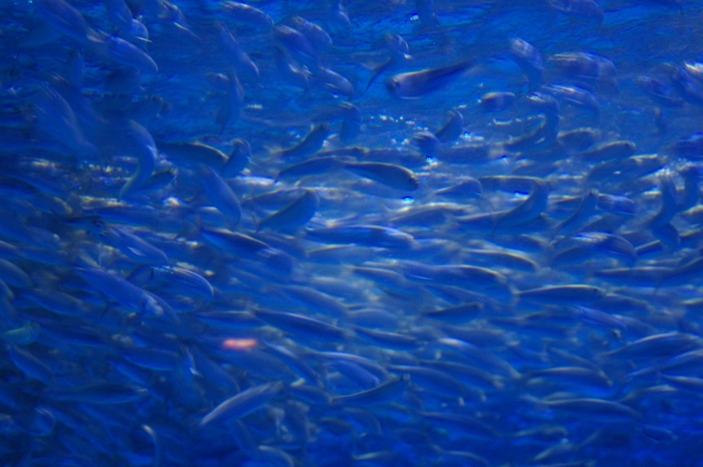 魚群