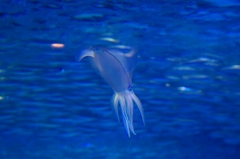 Squid in blue