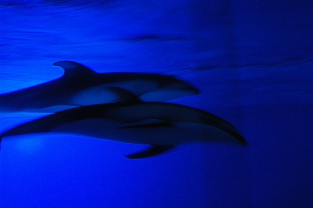 Dolphin in Blue