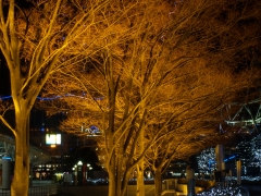 照明された木