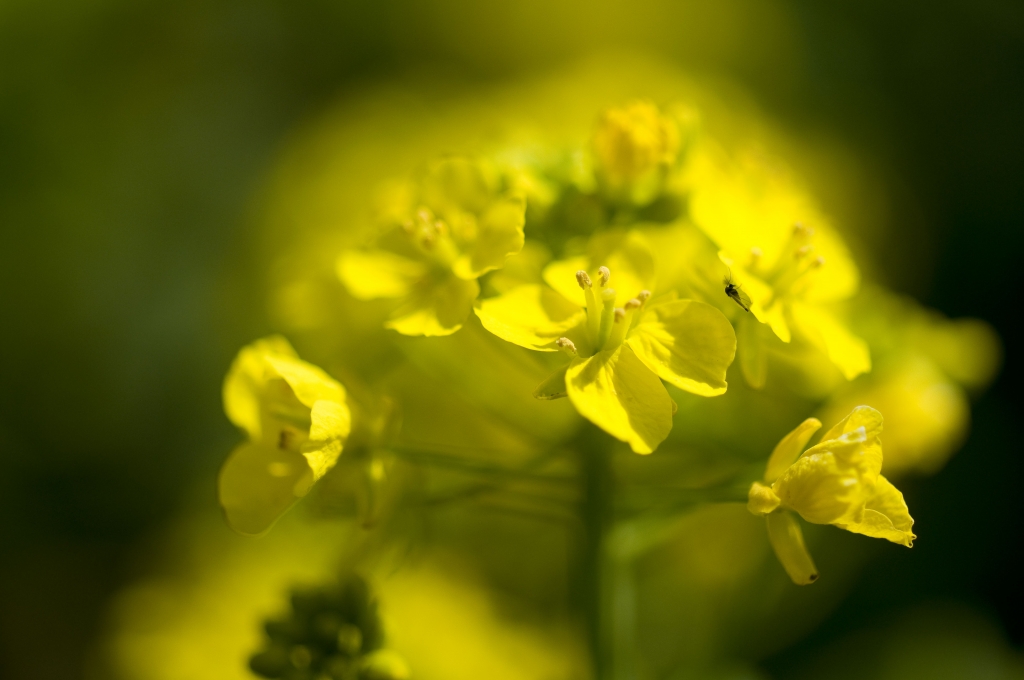 菜の花