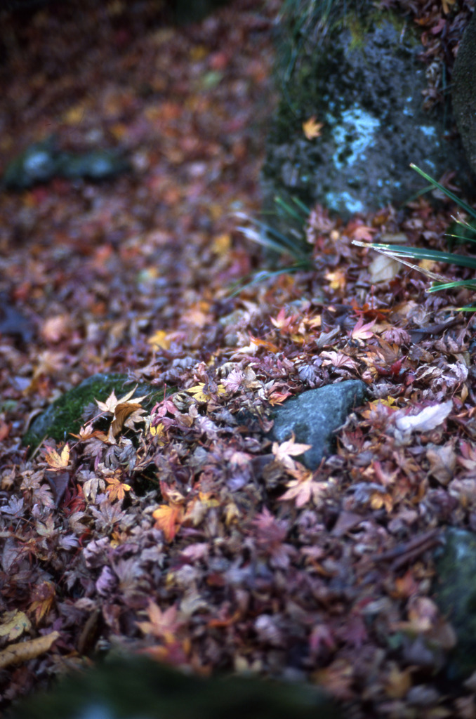 LEICA M7 CarlZeiss C-SONNAR50mm
