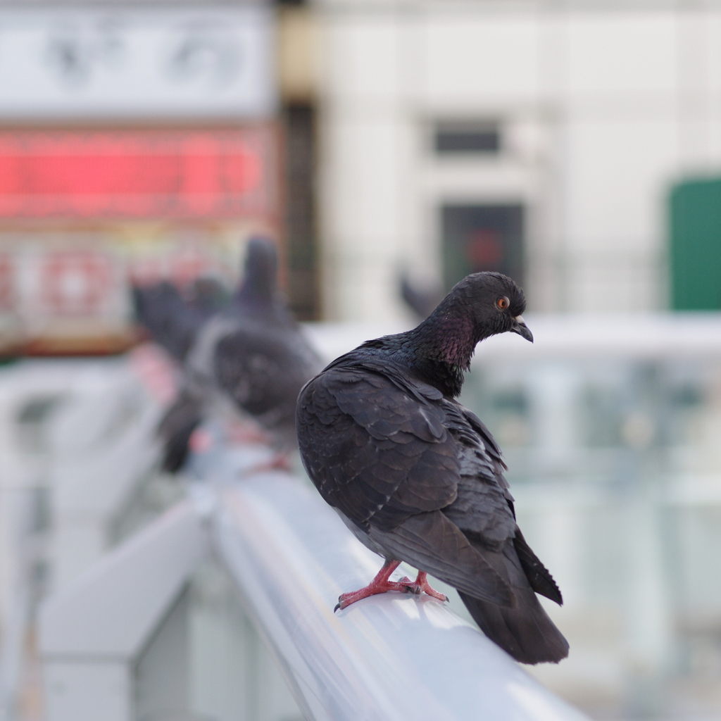 右を見る鳩