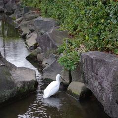 公園の白い鳥