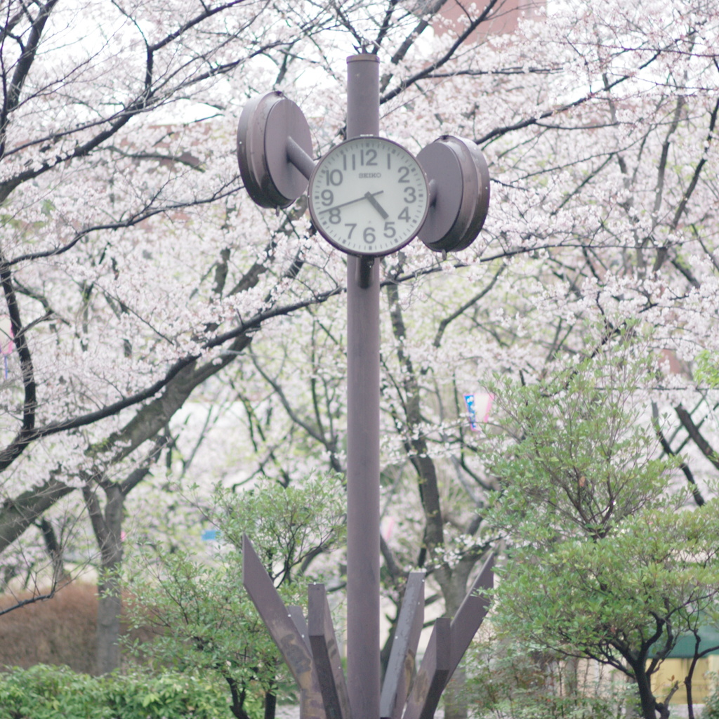 トケイバナ