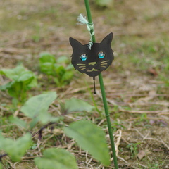 畑の黒猫