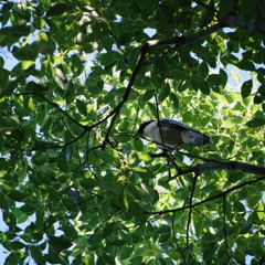 公園の鳥