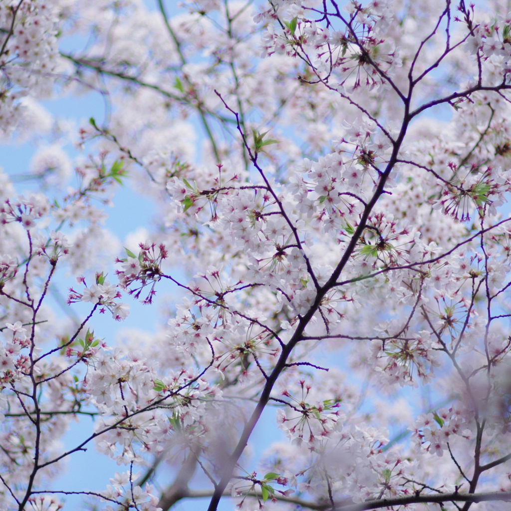 少し散った桜