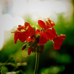 赤い花