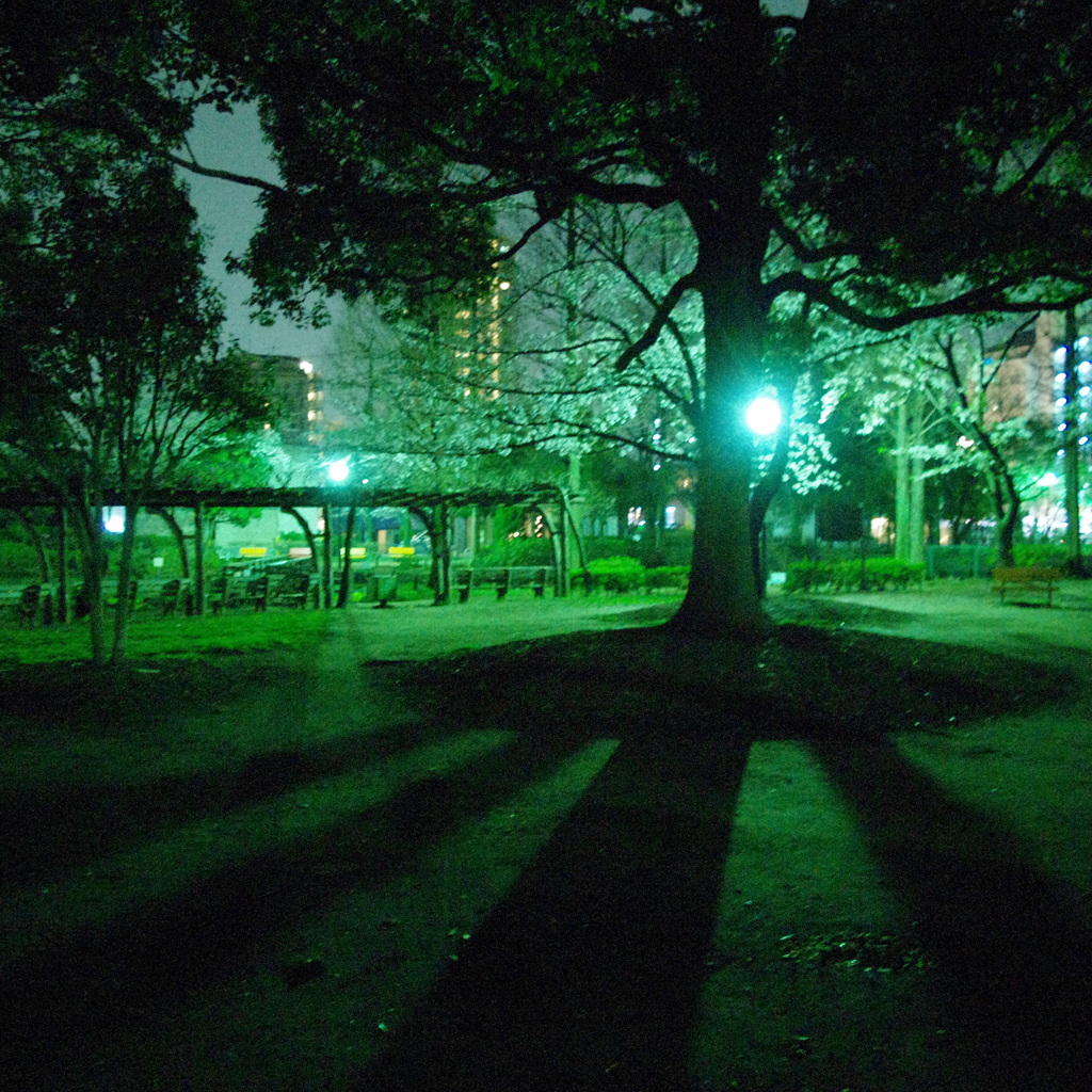 夜の木の影