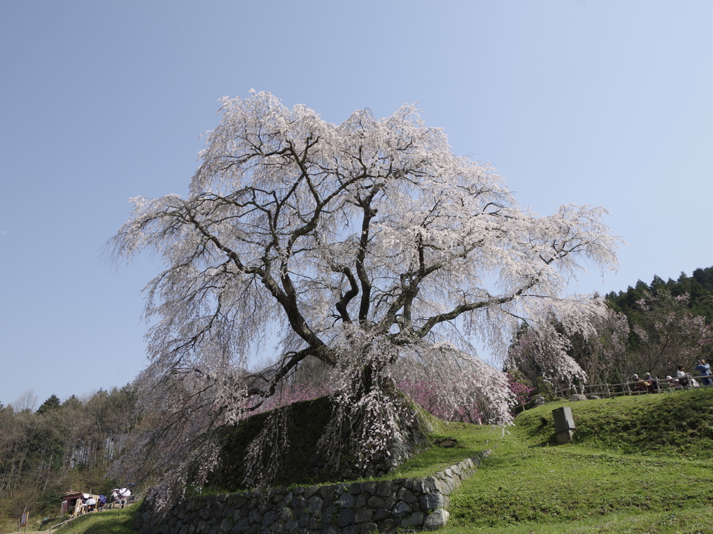 又兵衛桜