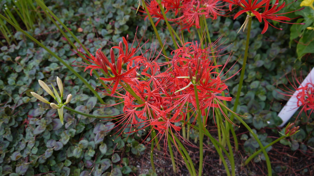 マンションの花壇にて