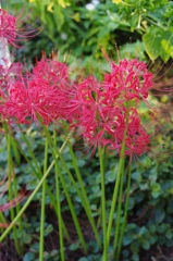 マンションの花壇３