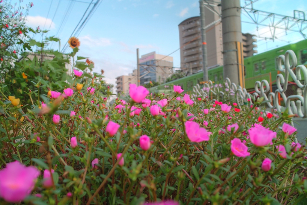 マンション花壇