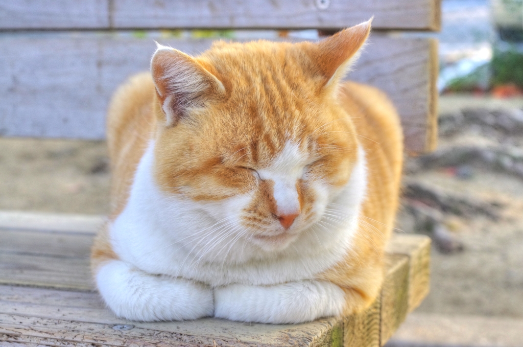 杭全公園のねこ
