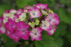 マンションの花壇で
