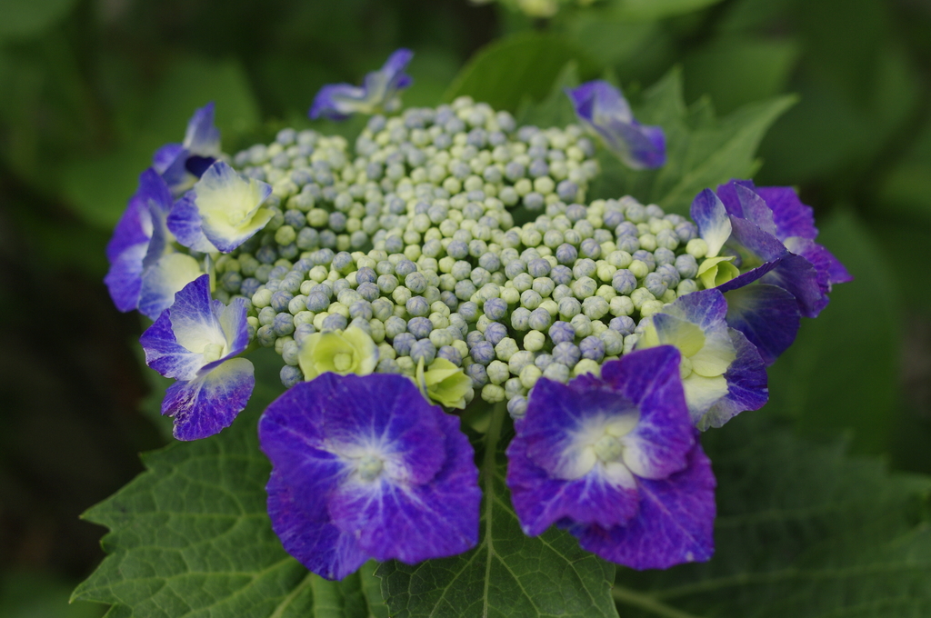 マンションの花壇で