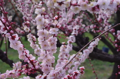 大阪城公園　梅園にて