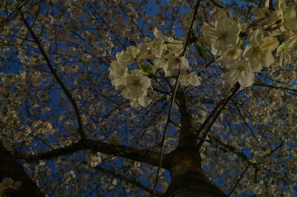 杭全公園