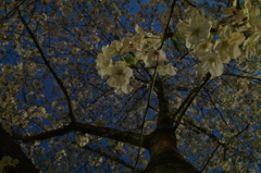 杭全公園