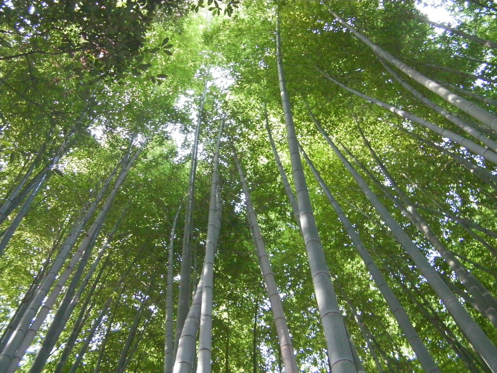 嵯峨野にて