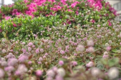 マンションの花壇