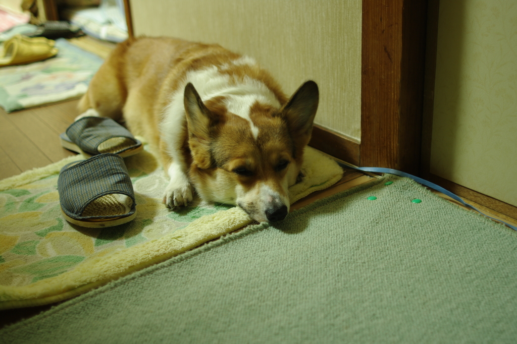 犬（フラッシュなし）