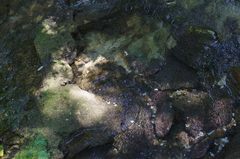 秋芳洞入り口付近