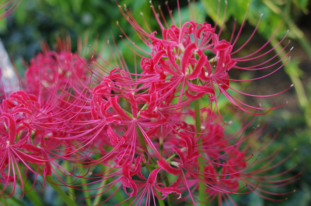 マンションの花壇２