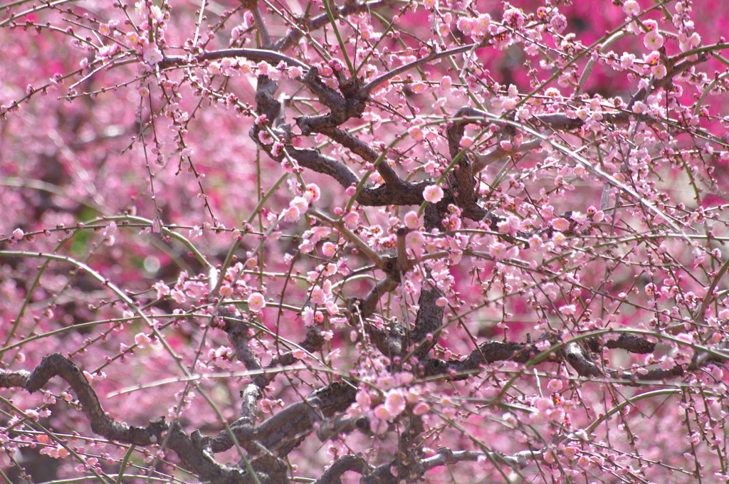 大阪城公園　梅園にて