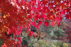 竜田川 1
