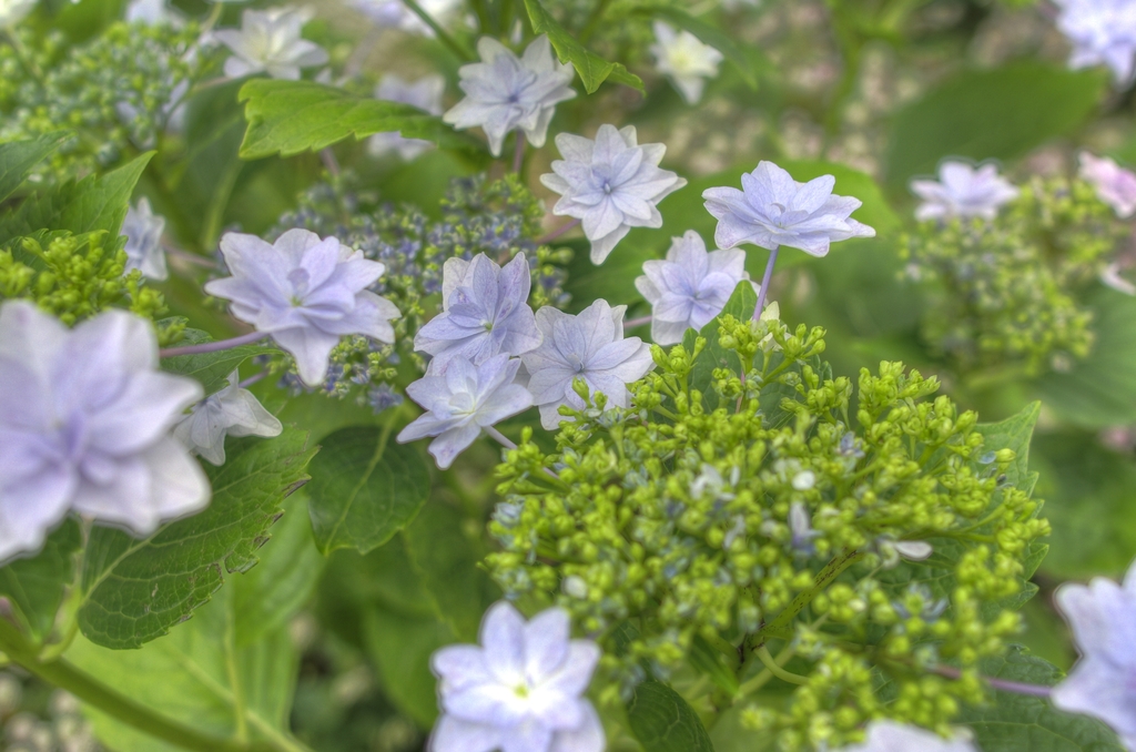 マンションの紫陽花
