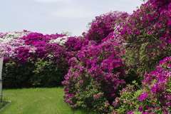 浅香山浄水場のつつじ-6