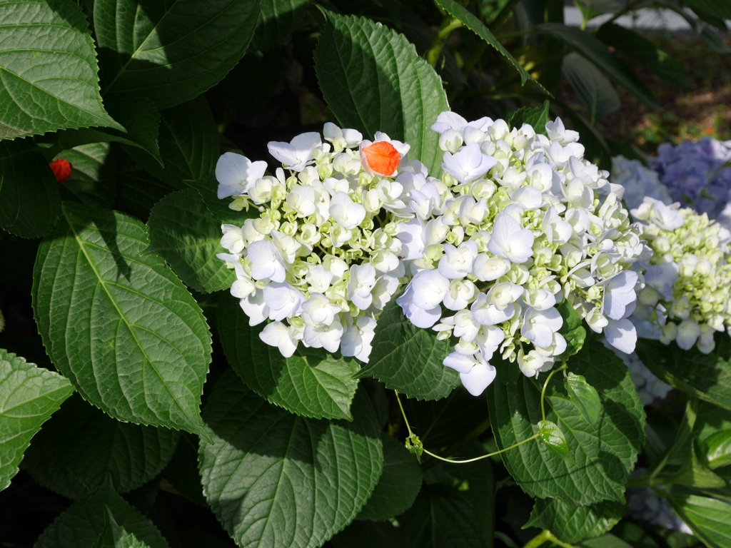 紫陽花