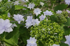 マンションの花壇で