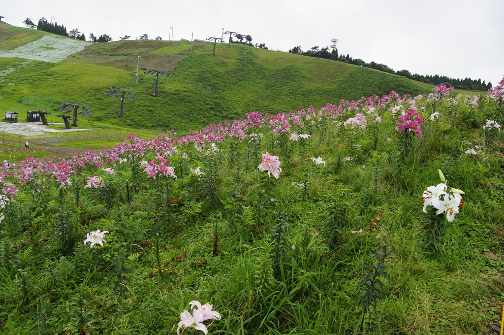 ゆり園