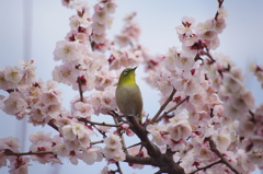 大阪城公園　梅園にて