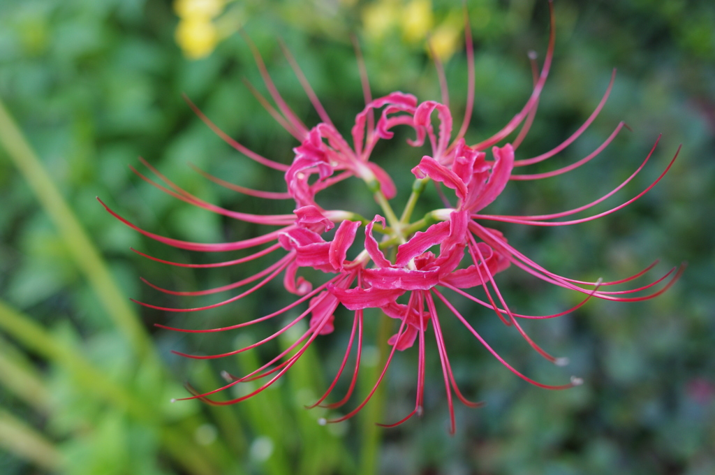 マンションの花壇１